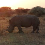 Rhinos in the landscape