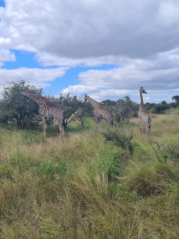 Mira van Duin: giraffes
