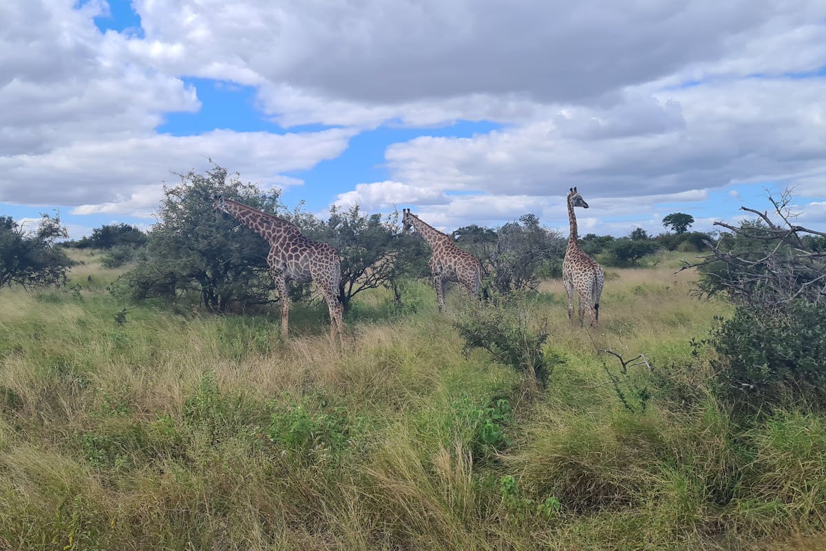 Mira van Duin: giraffes