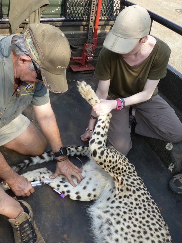 Jessica Gunn with a darted leopard