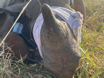 Laoise Corkery: sedated rhino
