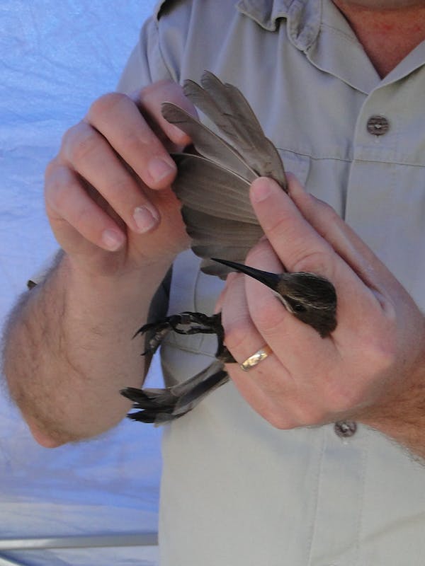 Close-up of a professional monitoring a bird