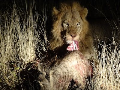 Benedict King: close-up of a lion with its kill, a warthog, at night