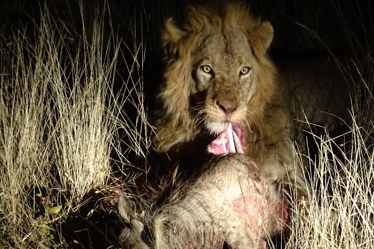 Benedict King: close-up of a lion with its kill, a warthog, at night