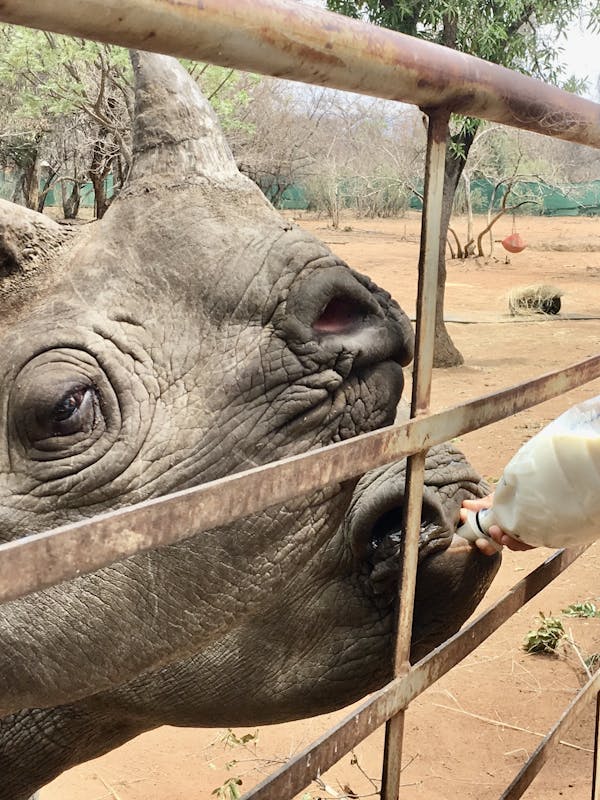 Rachele Stoppoloni: bottle feeding a rhino