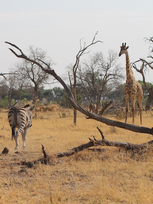 Zebras and giraffe in Okavango