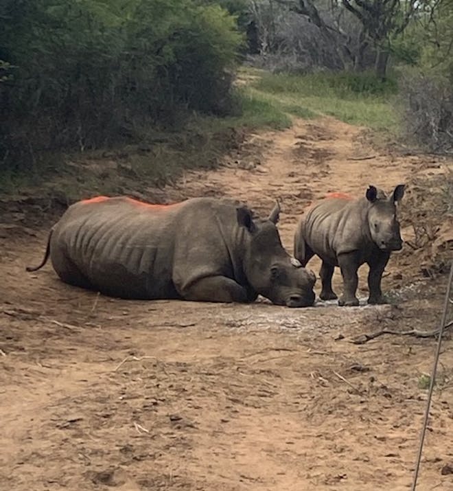 Ella Price: a rhino and calf