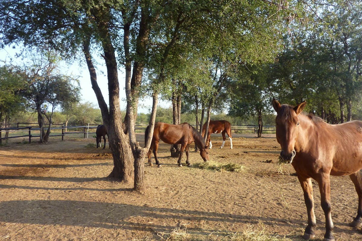 Horses relaxing in a field