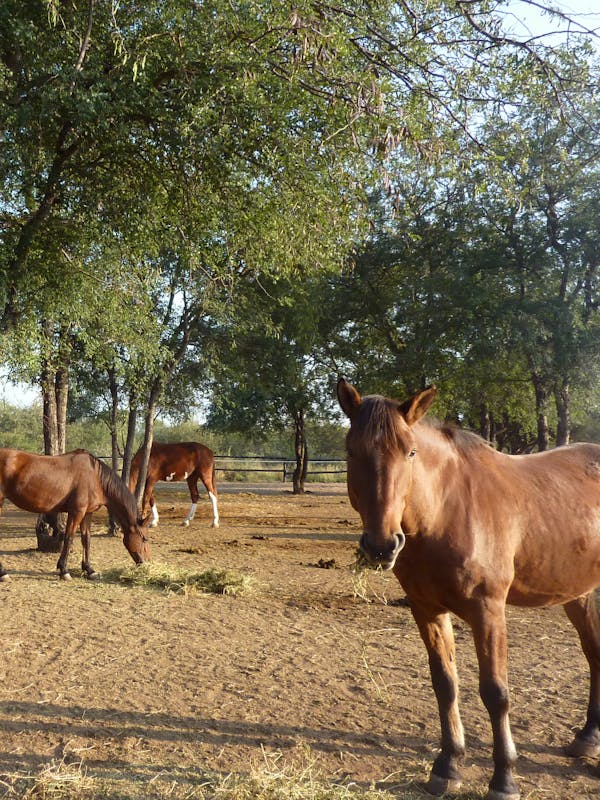 Horses relaxing in a field