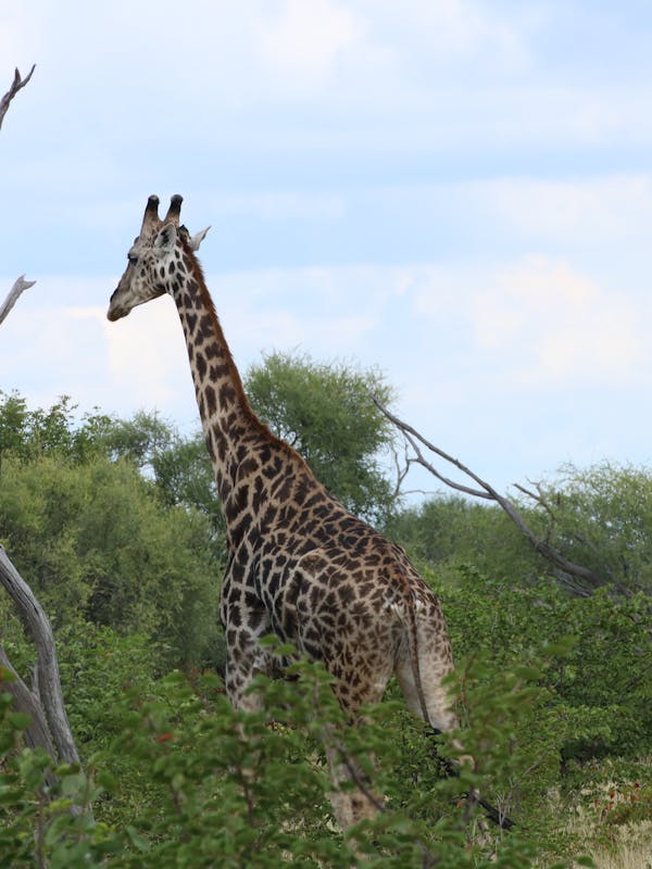 A giraffe in the bush