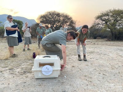 Katherine Prindle: releasing an animal at Moholoholo Rehabilitation Centre