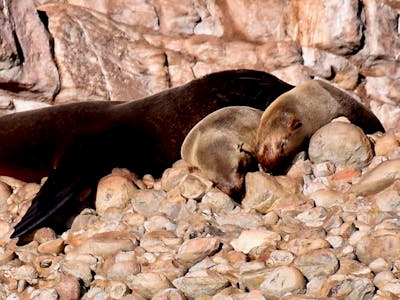 Stephanie Koedinger: baby seals