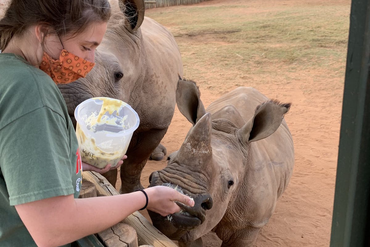 Rebecca Johanns: feeding a baby rhino