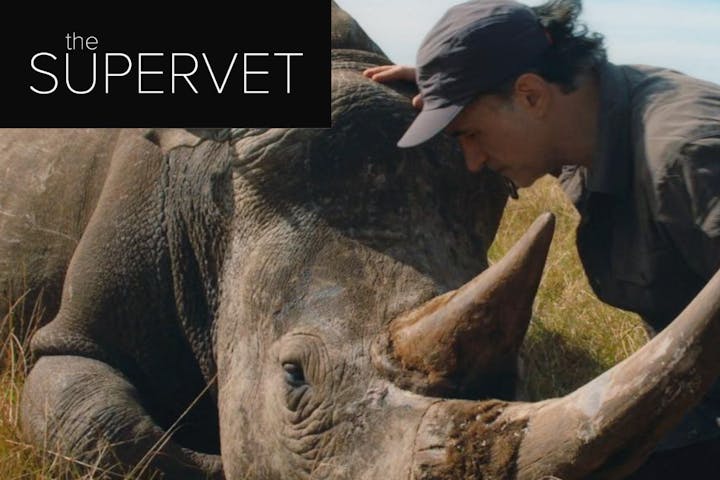 The Supervet Noel Fitzpatrick, with a sedated rhino, as part of The Supervet: Safari Special on Channel 4 and All 4