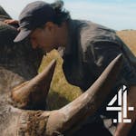 The Supervet Noel Fitzpatrick, with a sedated rhino, as part of The Supervet: Safari Special on Channel 4 and All 4