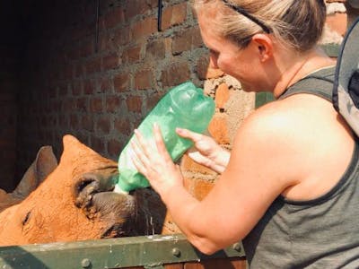 Stephanie Wallace: bottle feeding a rhino