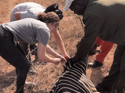 Nicolette Madonna: veterinary work on a zebra