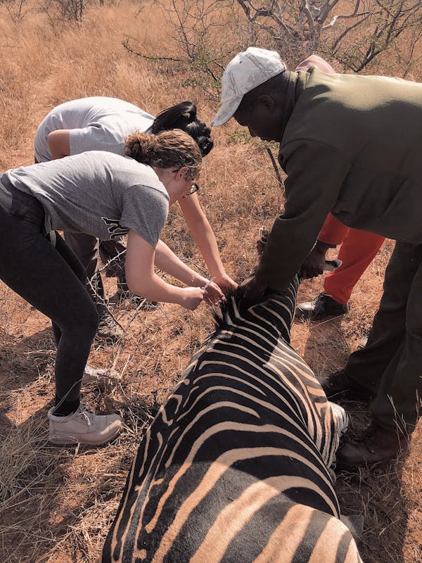 Nicolette Madonna: veterinary work on a zebra