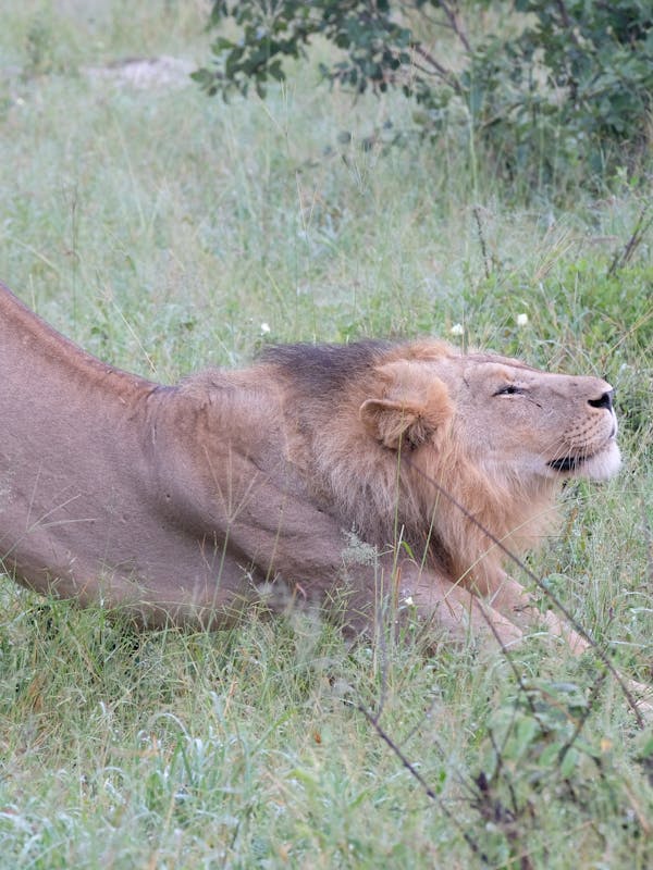 Tomer Admon: close-up of a lion stretching