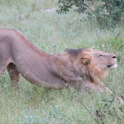 Tomer Admon: close-up of a lion stretching