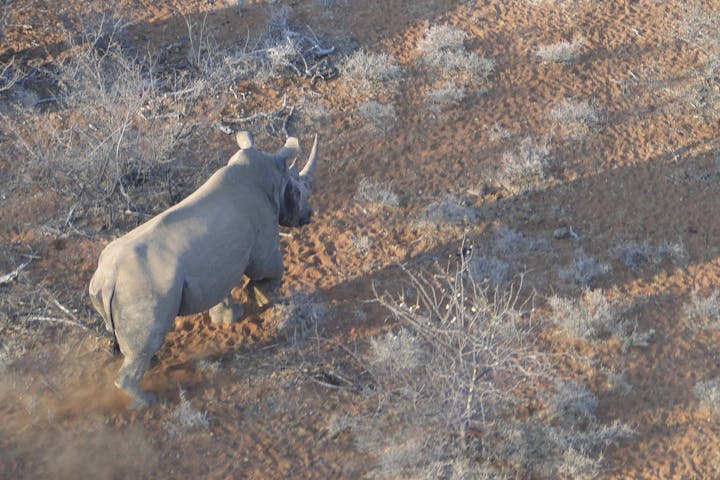 Aerial shot of two rhinos