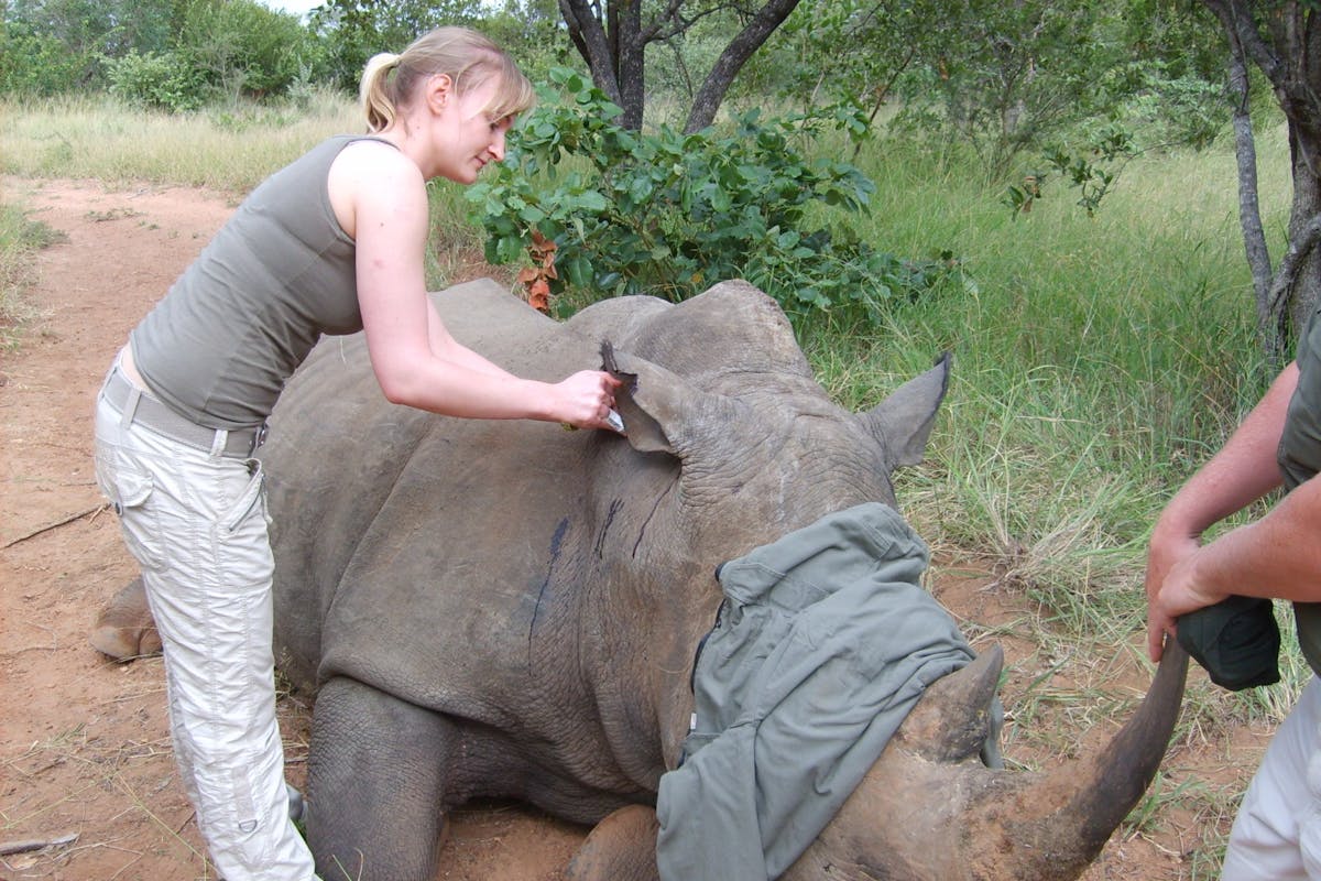 ACE volunteer cleaning sedated rhino