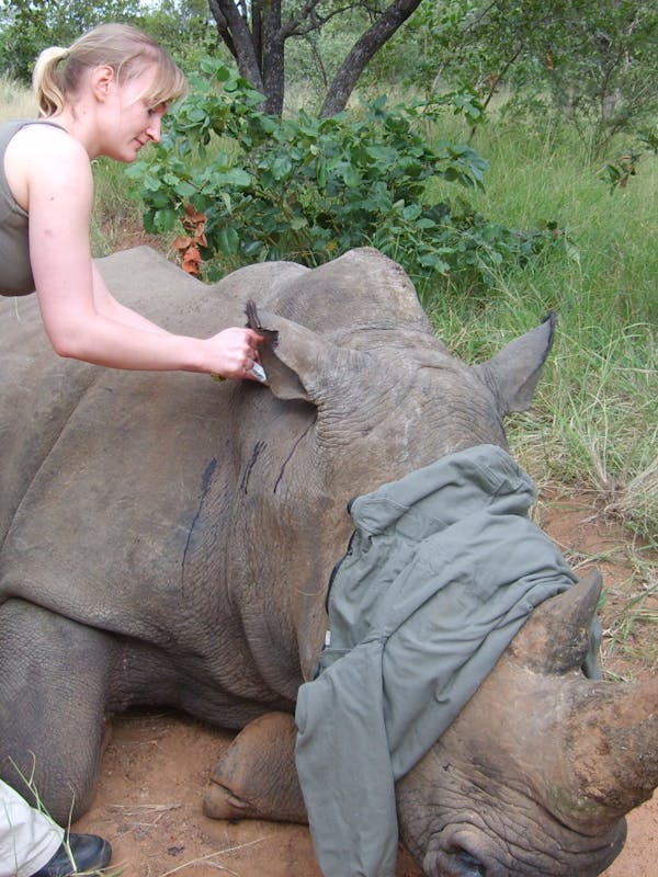 ACE volunteer cleaning sedated rhino