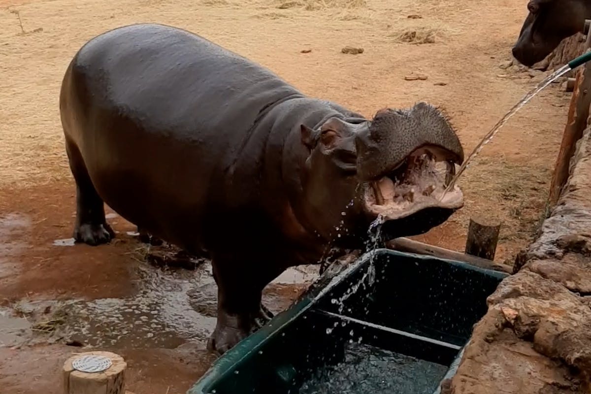Laura Mullen: hippo drinking