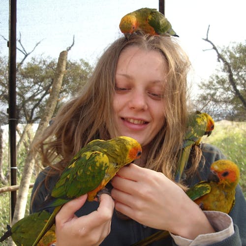 Sun conures, Care for Wild
