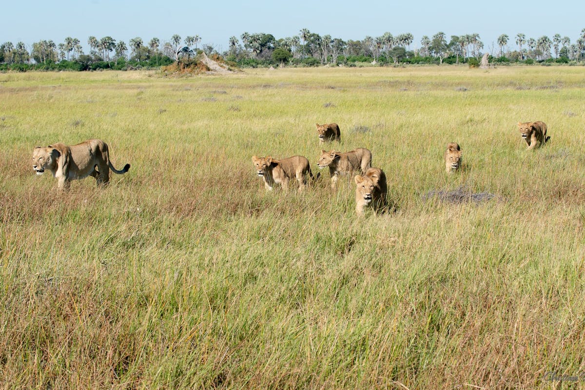 Lionesses hunting in the Okavango