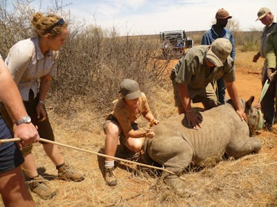 A group of ACE school students monitoring a rhino in the field