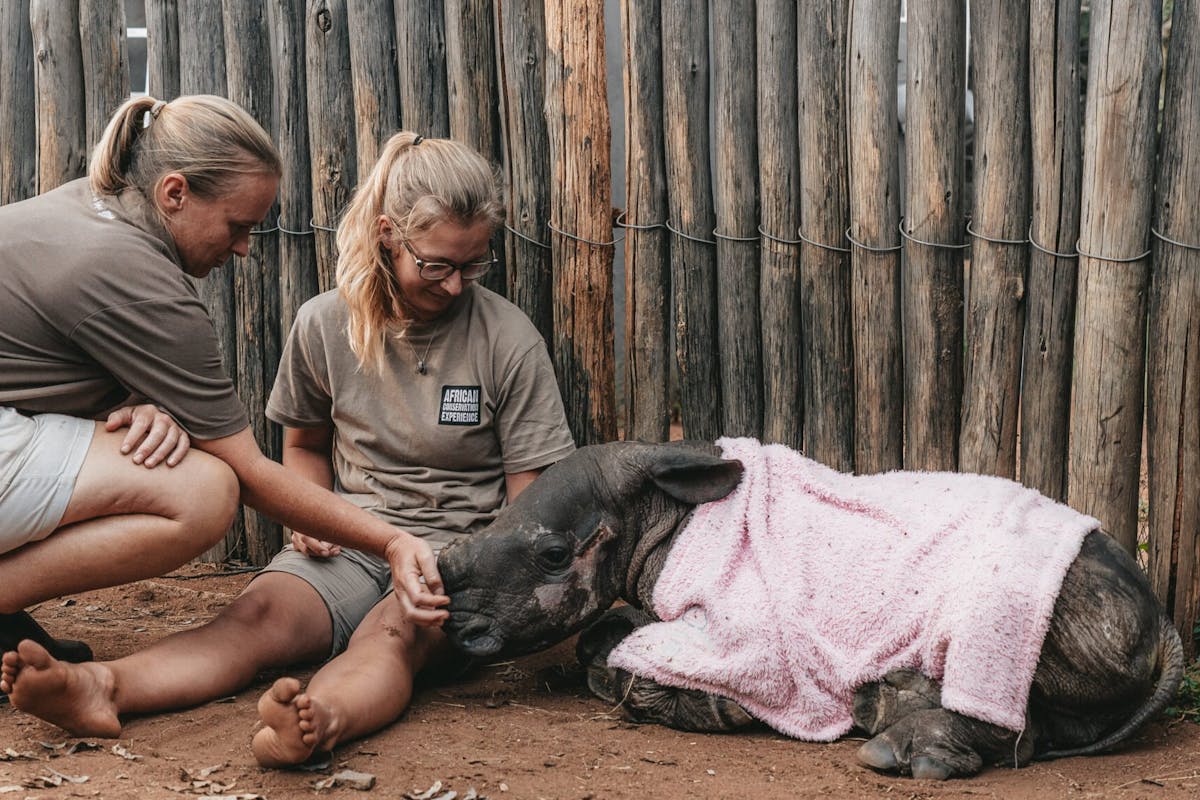 ACE volunteer sitting with a rhino calf, part of the rehabilitation process, The Rhino Orphanage