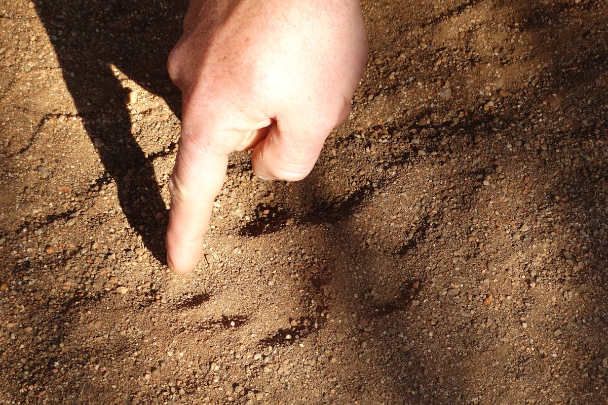 Close-up of a lion's track