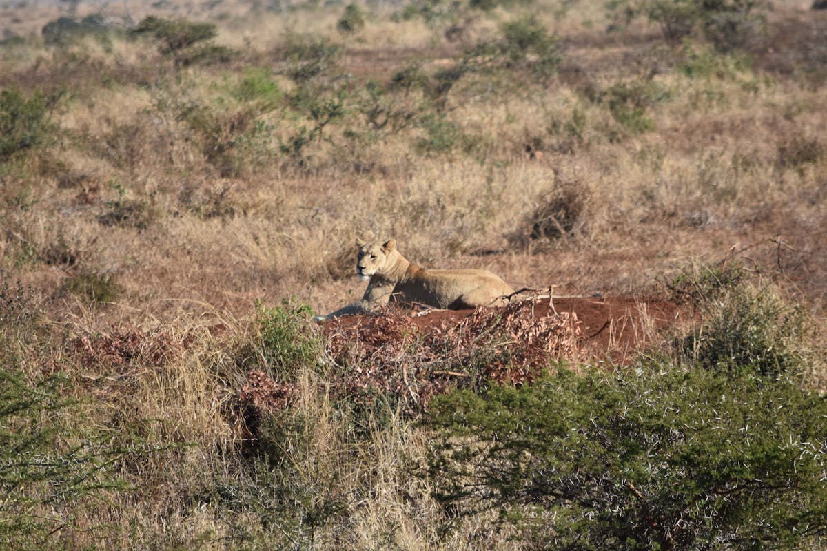 Barbara Merolli: lion cub in the distance