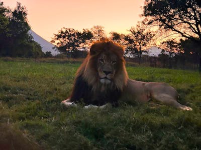 A male lion in front of a sunset