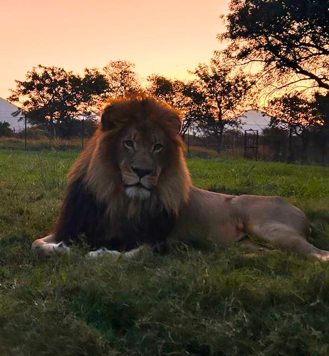A male lion in front of a sunset