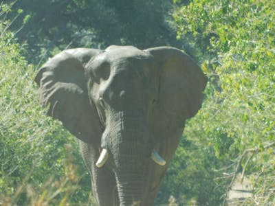 An elephant walks towards the camera