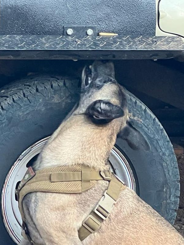 An anti-poaching dog sniffs a wheel arch