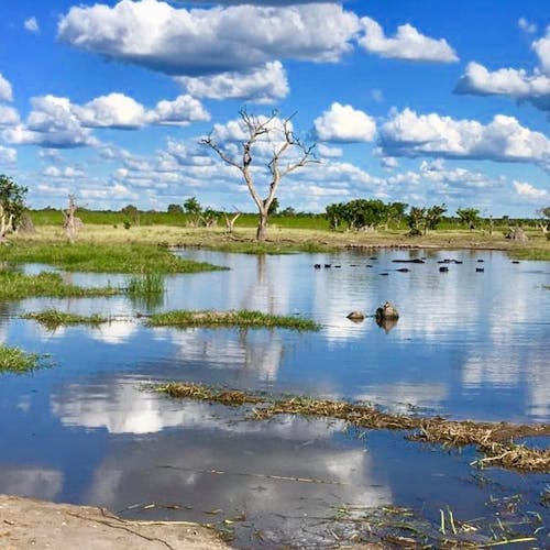 Okavango Delta, hippos in water in the distance