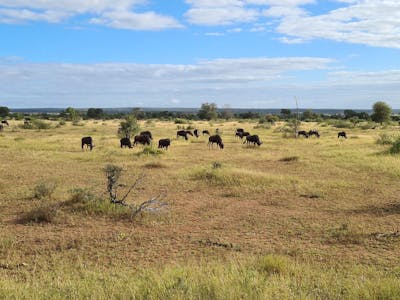 Mira van Duin: wildebeest and antelope in the distance