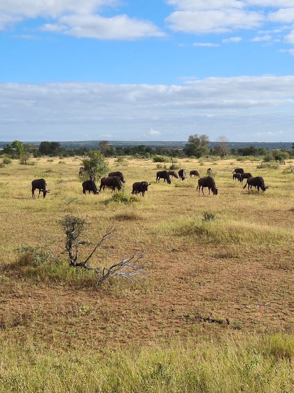 Mira van Duin: wildebeest and antelope in the distance