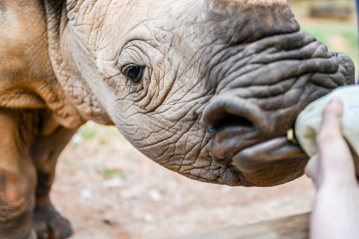 Close-up of bottle feeding a rhino, Care for Wild Africa
