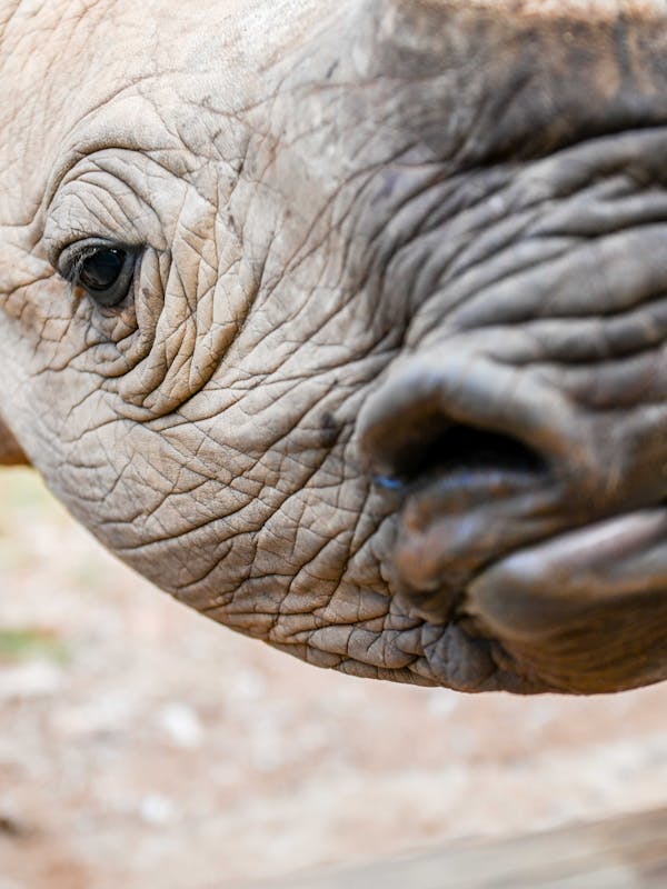 Close-up of bottle feeding a rhino, Care for Wild Africa