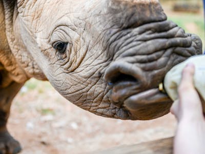 Close-up of bottle feeding a rhino, Care for Wild Africa