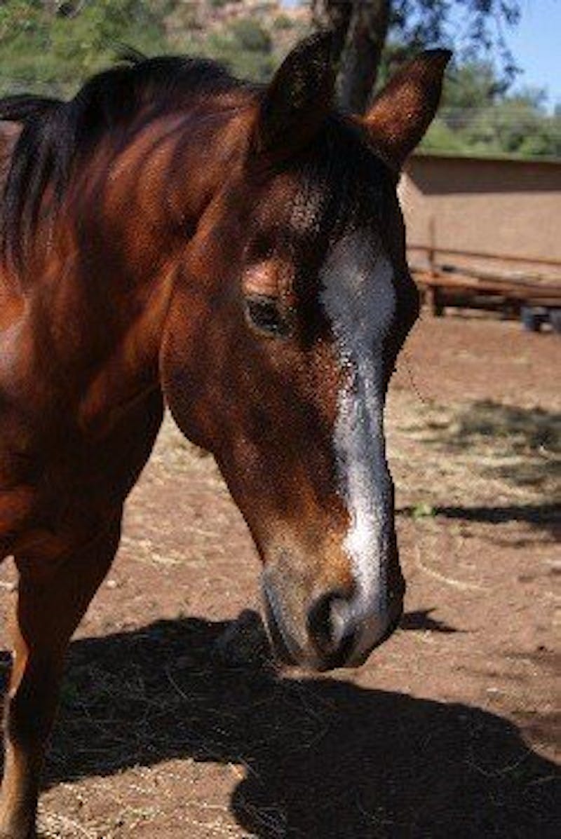 Gunsten, horse at Hanchi Conservation Experience