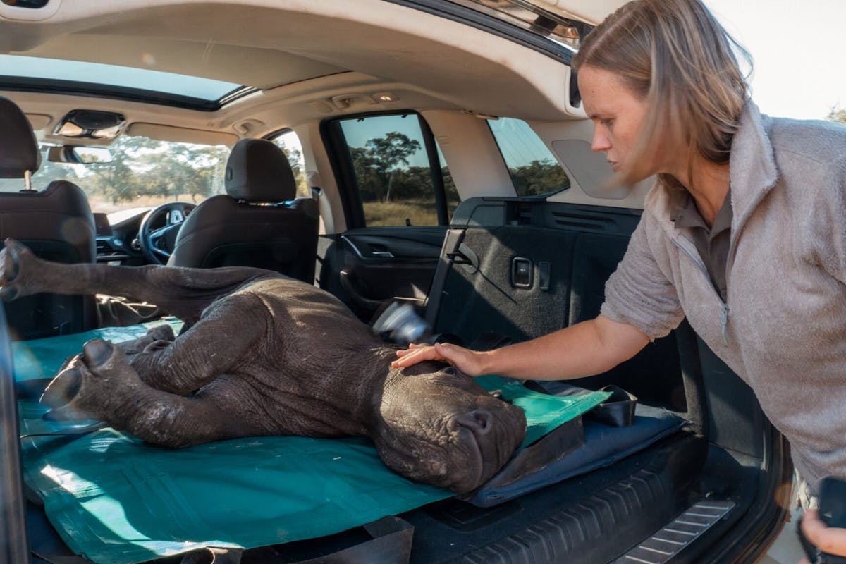 Sedated baby rhino being looked after