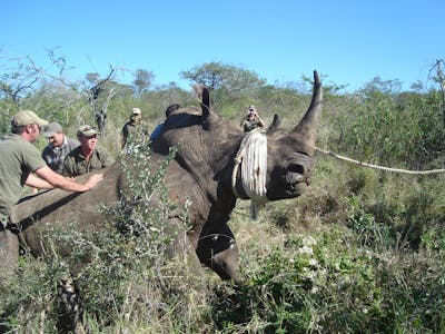 ACE volunteers assisting in rhino capture and relocation