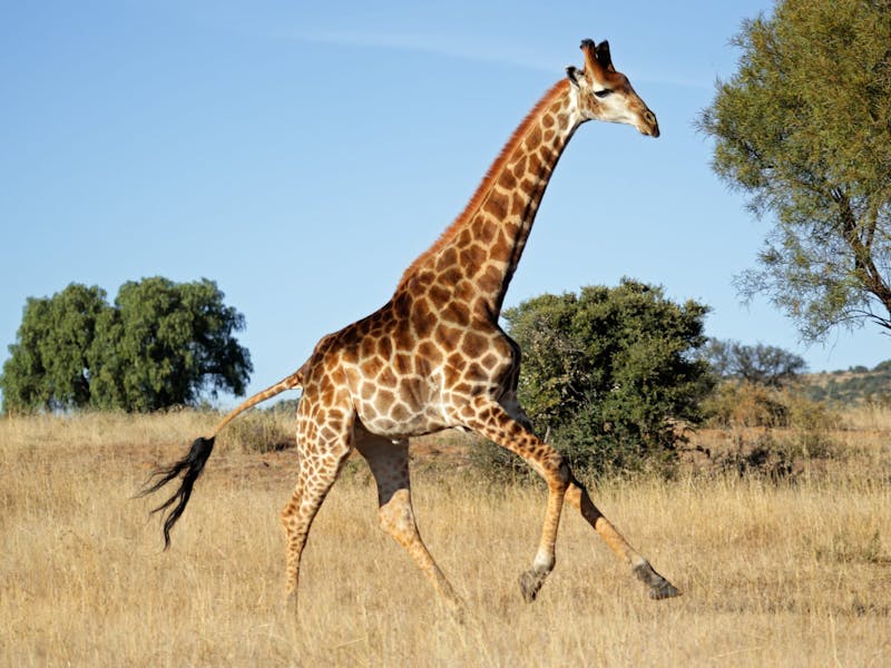 A giraffe running in the African bush