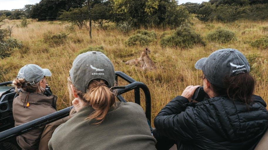 Phinda group viewing cheetahs from a vehicle
