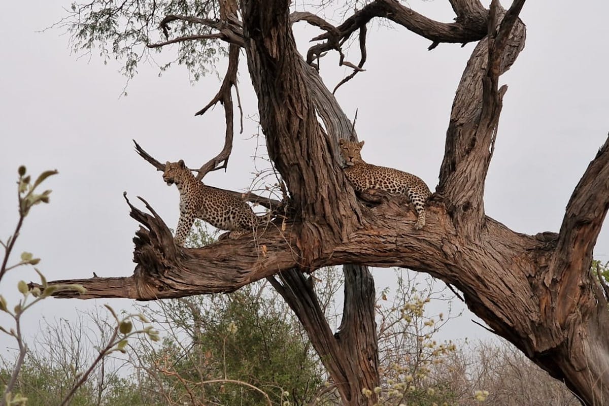 Floris Behnke: leopards in a tree